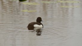 bevrijdingsdag 2022 315